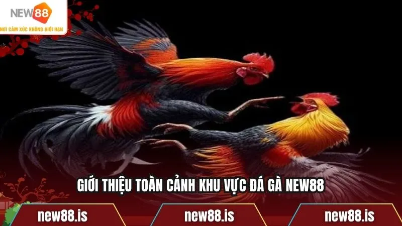 Giới thiệu toàn cảnh khu vực đá gà NEW88